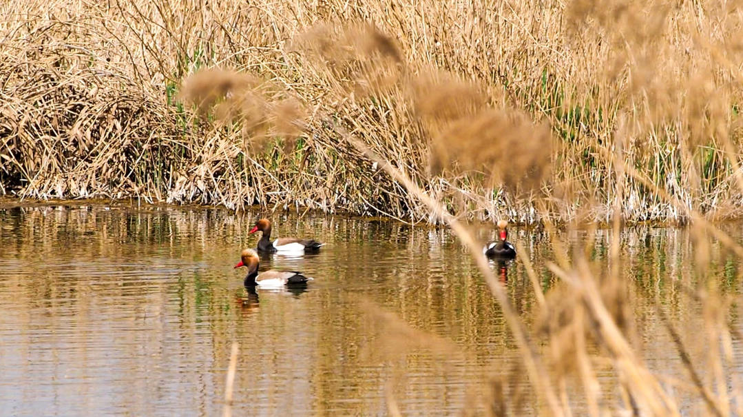 秦王川湿地公园