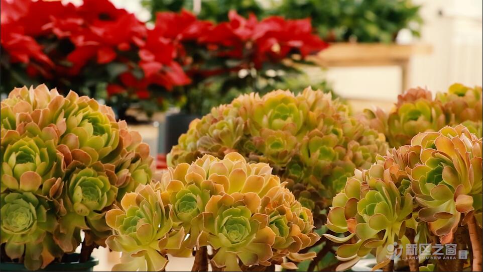 兰州新区花卉产业基地——花卉交易中心