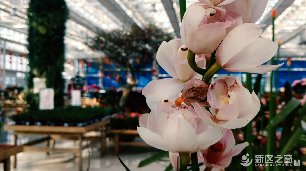 在一月的兰州新区发现春天
