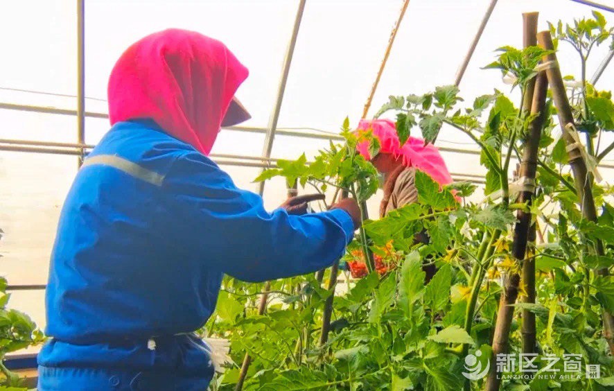 兰州新区有了首家市级高素质农民田间学校