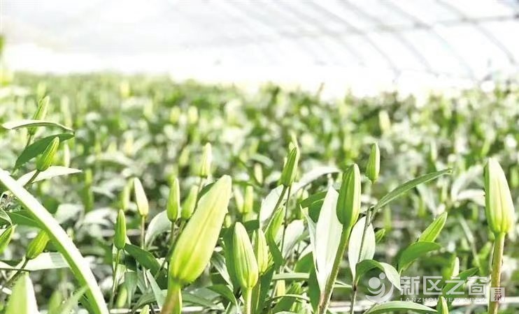 兰州新区秦川园区1.5万株香水百合3月8日前全部上市