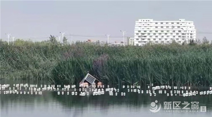 兰州新区为人工水体污染问题把脉问诊