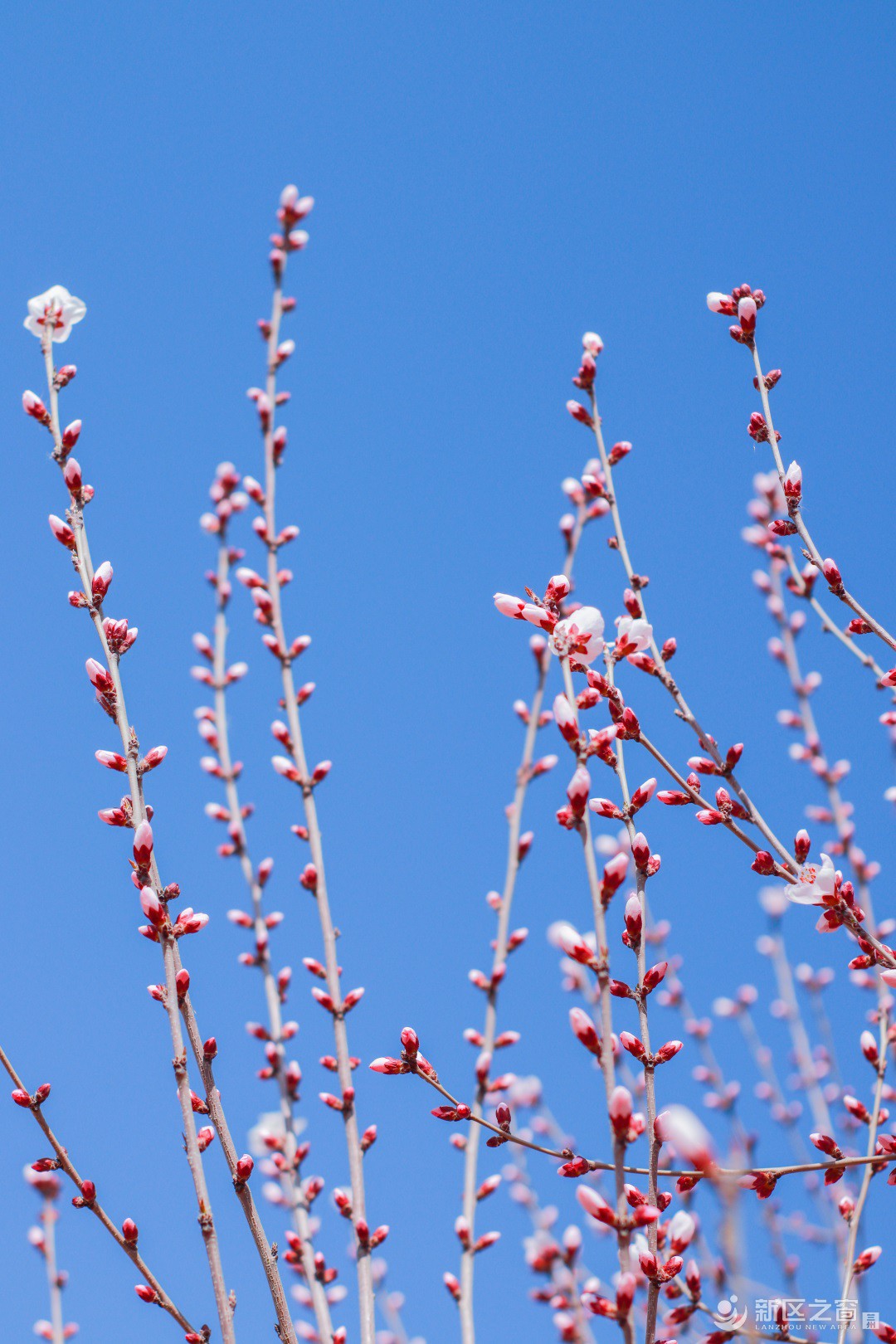 【春之望】兰州新区的花开了！