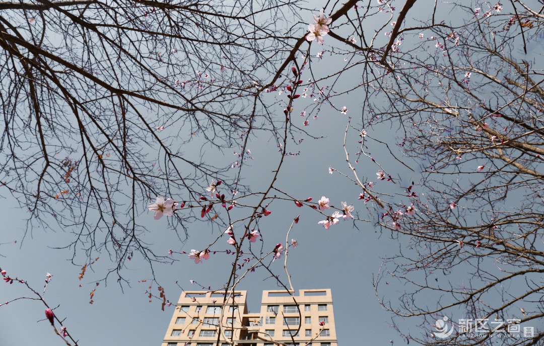 【春之望】兰州新区的花开了！