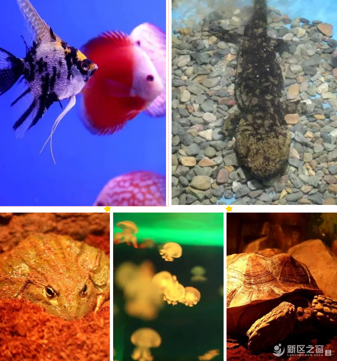 兰州野生动物园6月1日起恢复试营业