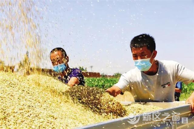 兰州新区夏粮喜获丰收