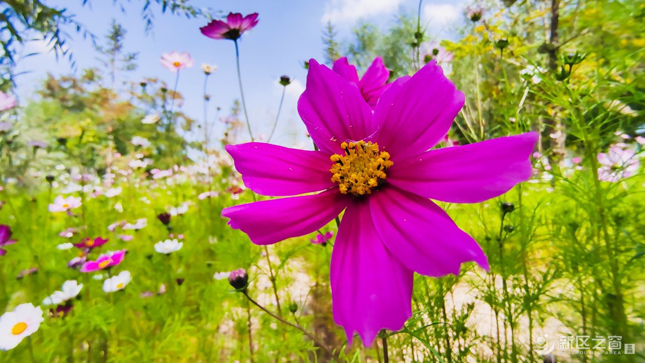 秦王川国家湿地公园