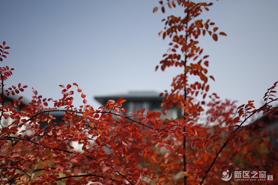 兰州新区秋色