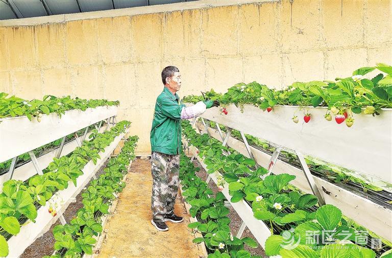 新区“冬季草莓”抢鲜上市