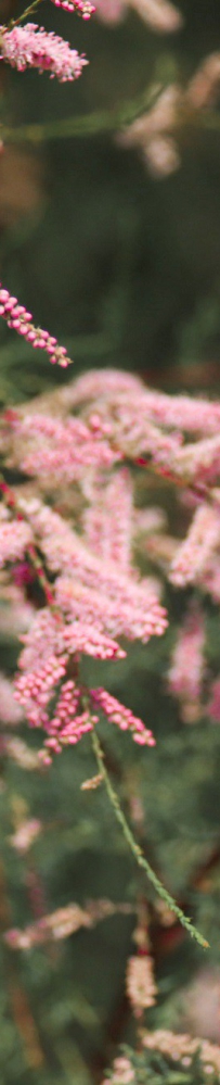 兰州新区秦王川湿地公园（三）