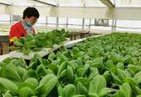 兰州新区水培叶菜喜获国际市场通行证