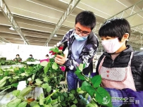 兰州新区鲜切玫瑰香飘全国