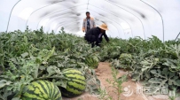 新区无籽西瓜南下江浙粤