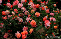 国家花卉改良中心兰州新区月季繁育基地挂牌