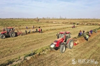 兰州新区中川园区千亩中药材喜获丰收