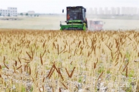 新区秦川园区1800亩“禾尚头”开镰收割