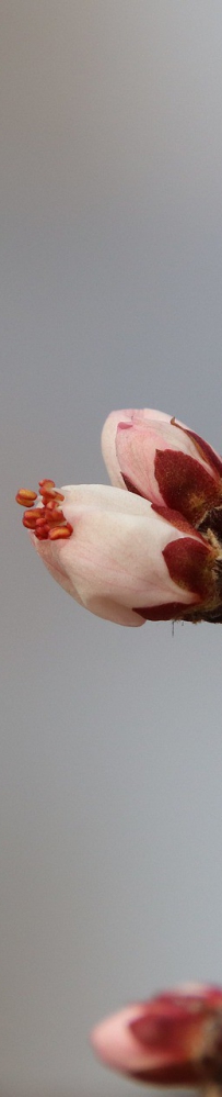 第38届兰州桃花旅游节17日开幕