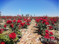 国家花卉改良中心兰州新区月季繁育基地挂牌