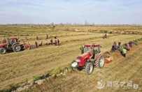 兰州新区中川园区千亩中药材喜获丰收