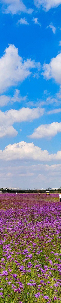 秋之实—兰州新区临港花海（一）