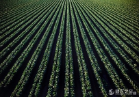 甘肃外繁制种基地加速种子出口