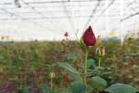 香自陇原来——兰州新区“鲜花经济”发展观察