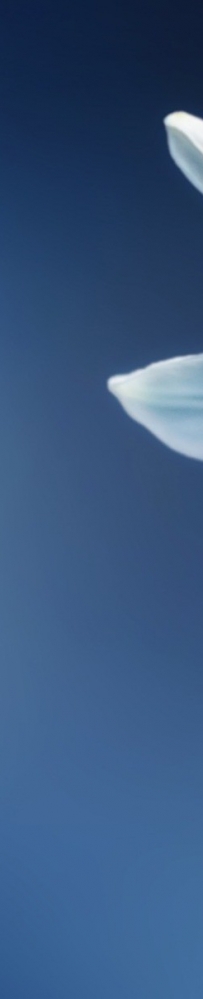 秦川园区6万多支亚洲百合即将上市