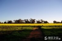 戈壁盐碱地成功试种海水稻