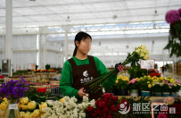 兰州新区稳步复工已销售鲜花112万枝