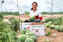 来！尝一口新区的西瓜！