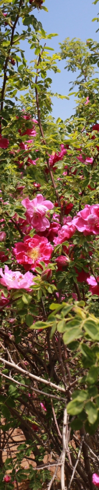 新区花卉产业走出一条别样“花路”