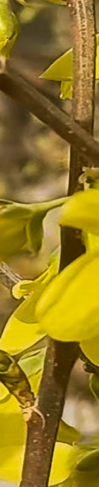 兰州新区多部门联动义务植树种花