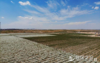 甘肃农业“引种”解“旱愁”：振“农芯” 拓国际生意