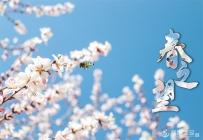 【春之望】兰州新区的花开了！